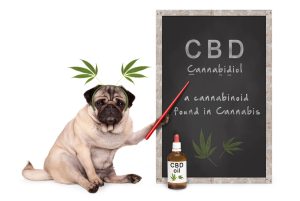 CBD Dog Treats 