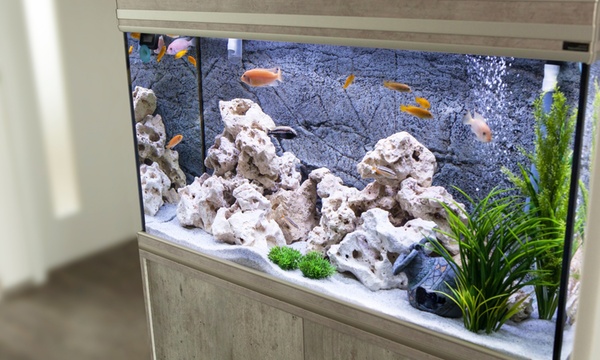 Role of Aquarium Services