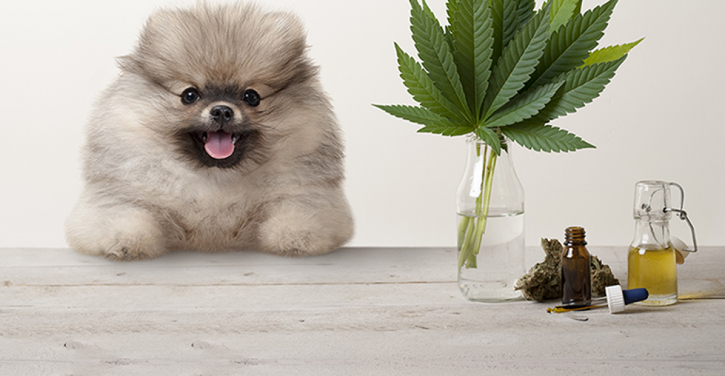 CBD Oil for Dogs