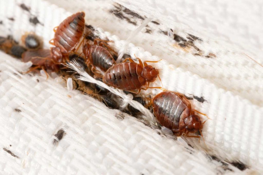 Eliminate Bed Bugs