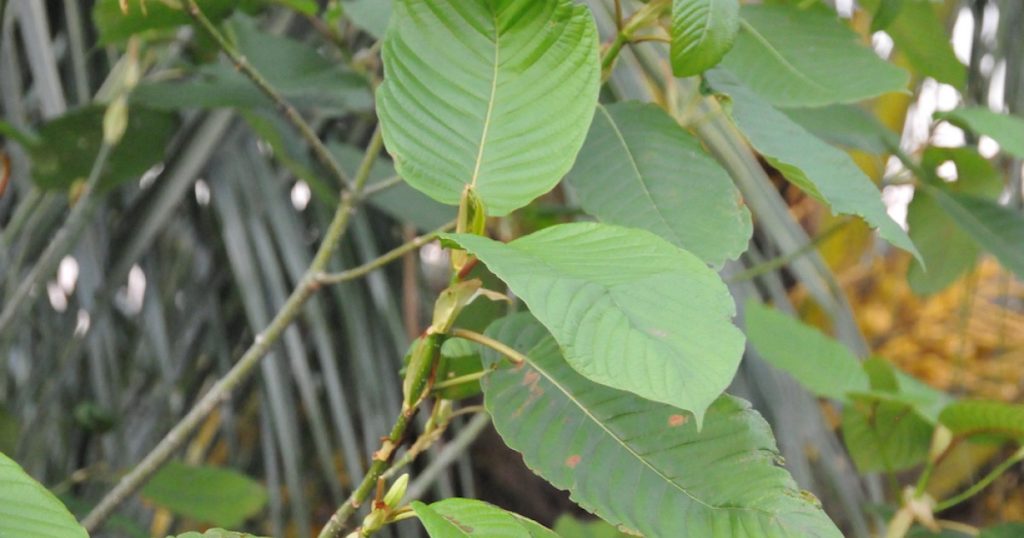 Kratom