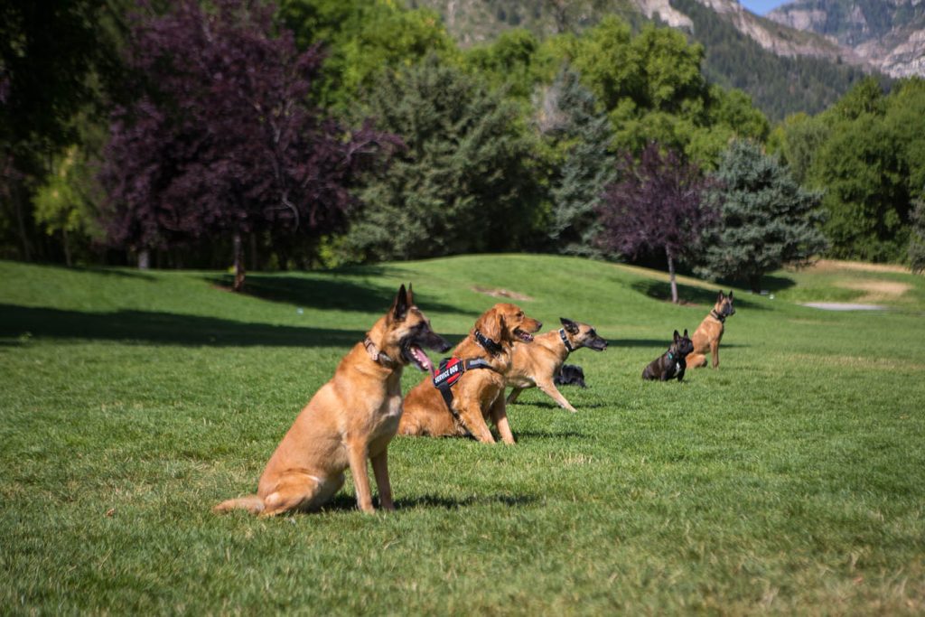 training center for dogs in Syracuse
