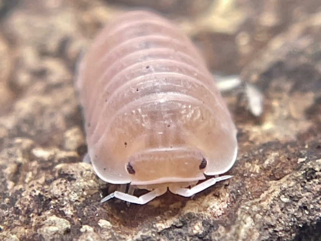 Murina papaya isopods
