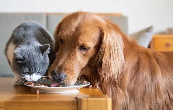 Pet Food Reviews
